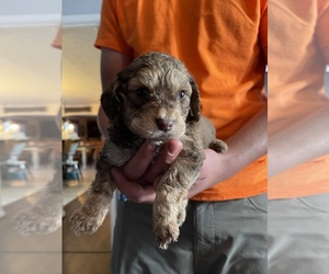 Goldendoodle-Poodle (Miniature) Mix Puppy for sale in FLAT ROCK, NC, USA