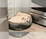 Small #1 Basset Hound-Labrador Retriever Mix