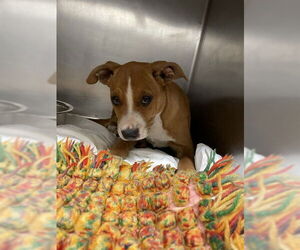 American Staffordshire Terrier-Unknown Mix Dogs for adoption in Waco, TX, USA