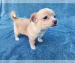 Small #3 Chihuahua Mix