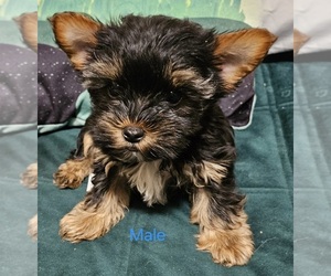 Yorkshire Terrier Puppy for sale in CONKLIN, NY, USA