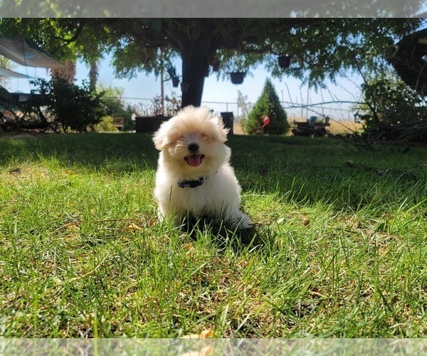 Medium Photo #8 Shih-Poo Puppy For Sale in LOS ANGELES, CA, USA