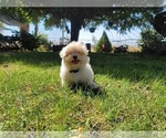 Small Photo #8 Shih-Poo Puppy For Sale in LOS ANGELES, CA, USA