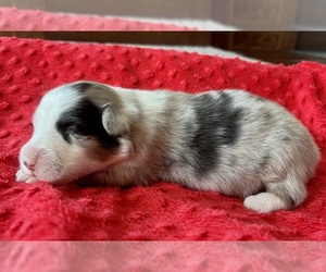 Australian Shepherd Puppy for sale in LODA, IL, USA