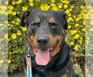 Rottweiler Dogs for adoption in Santa Maria, CA, USA