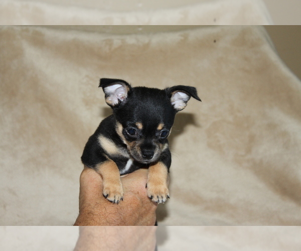 Medium Photo #2 Chihuahua Puppy For Sale in HUDSONVILLE, MI, USA