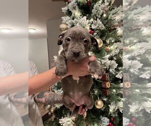 American Bully Puppy for sale in MONTGOMERY, IL, USA