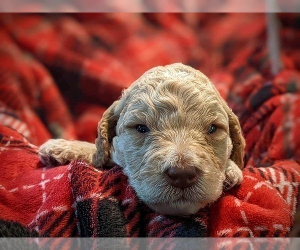 Medium Photo #7 F2 Aussiedoodle Puppy For Sale in LOUISA, VA, USA