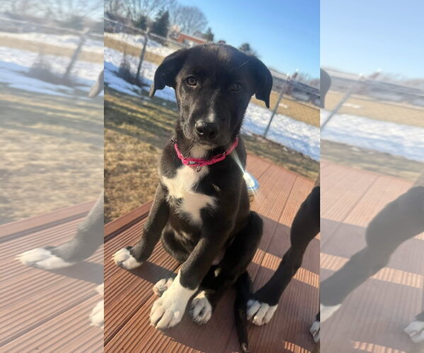 Medium Photo #1 Shepradors Puppy For Sale in New London, WI, USA