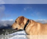 Small Photo #9 Labrador Retriever Puppy For Sale in OAKRIDGE, OR, USA