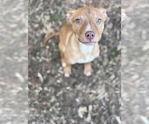 Mutt Dogs for adoption in Woodbury, NY, USA