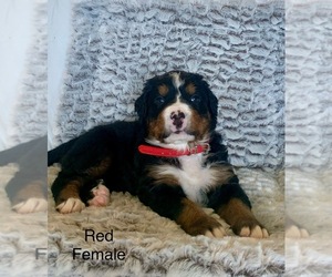 Medium Bernese Mountain Dog