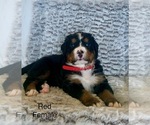 Puppy Tuli Bernese Mountain Dog
