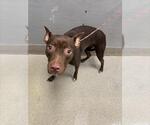 Small American Pit Bull Terrier Mix