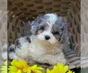 Medium Cavapoo