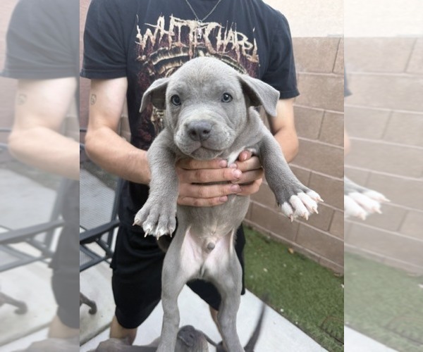Medium Photo #2 American Pit Bull Terrier Puppy For Sale in HENDERSON, NV, USA