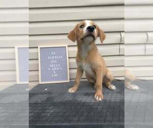 Labrador Retriever-Unknown Mix Dogs for adoption in Palatine/Kildeer/Buffalo grove, IL, USA