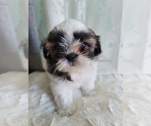 Shih Tzu Puppy for sale in LEESBURG, FL, USA