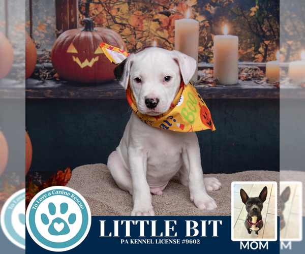 Medium Photo #3 American Pit Bull Terrier-Labrador Retriever Mix Puppy For Sale in Kimberton, PA, USA