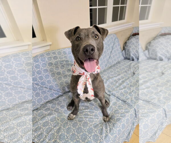 Medium Photo #2 Mutt Puppy For Sale in Rockaway, NJ, USA