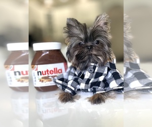Yorkshire Terrier Puppy for sale in CORAL SPRINGS, FL, USA