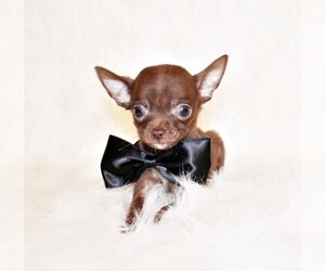 Medium Chihuahua