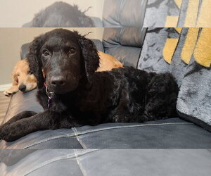 Addie - Female Goldendoodle Dog for Adoption - Photo #2
