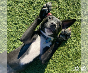 Labrador Retriever-Retriever  Mix Dogs for adoption in Washington, DC, USA