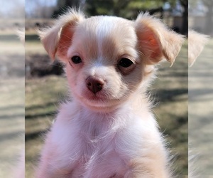 Akita Puppy for sale in OREGON, WI, USA