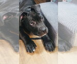Small Photo #8 Staffordshire Bull Terrier-Unknown Mix Puppy For Sale in Princeton, MN, USA