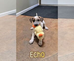 American Pit Bull Terrier-Catahoula Leopard Dog Mix Dogs for adoption in Port Clinton, OH, USA