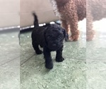 Small Photo #25 Cavapoo-Poodle (Toy) Mix Puppy For Sale in PENSACOLA, FL, USA