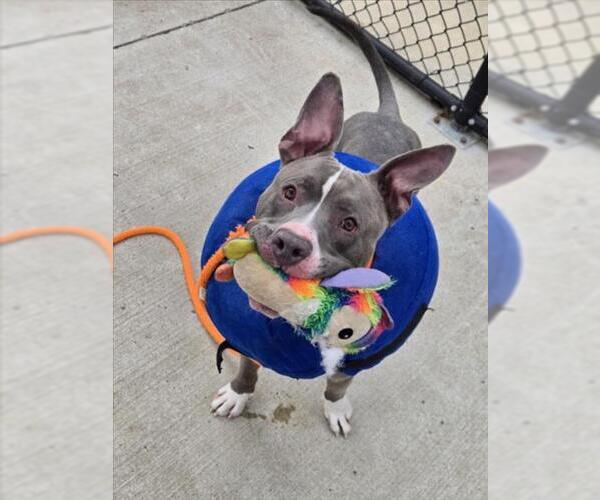 Medium Photo #1 American Pit Bull Terrier Puppy For Sale in Derwood, MD, USA