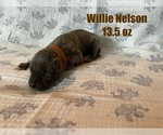 Puppy Willie Nelson Great Dane