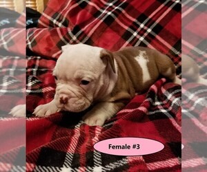 Olde English Bulldogge Puppy for sale in FREDERICKTOWN, OH, USA