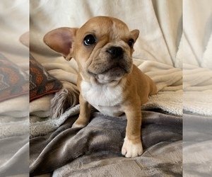 French Bulldog Puppy for sale in JOHNS ISLAND, SC, USA