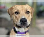 Small Mastiff-Redbone Coonhound Mix