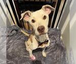 Small Photo #2 Labrador Retriever-Unknown Mix Puppy For Sale in San Diego, CA, USA