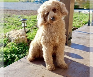 Father of the Goldendoodle (Miniature) puppies born on 06/24/2026