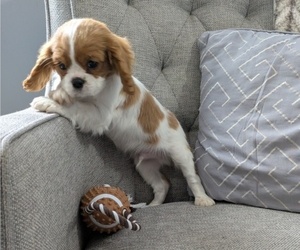 Medium Cavalier King Charles Spaniel