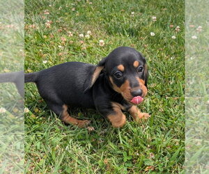Dachshund Dogs for adoption in Shelbyville, TN, USA