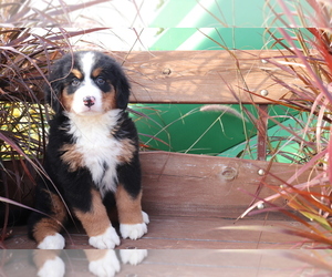 Bernese Mountain Dog Puppy for sale in SHILOH, OH, USA