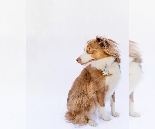 Medium Photo #1 Australian Shepherd-Unknown Mix Puppy For Sale in Salt Lake City, UT, USA