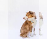 Small Photo #1 Australian Shepherd-Unknown Mix Puppy For Sale in Salt Lake City, UT, USA