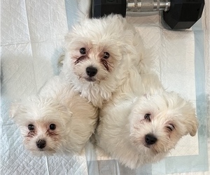 Havanese Puppy for sale in LYNBROOK, NY, USA