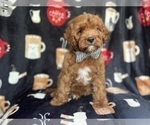 Small #9 Cavapoo