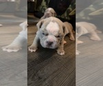 Small Photo #1 Campeiro Bulldog Puppy For Sale in MARYSVILLE, WA, USA