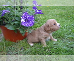 Image preview for Ad Listing. Nickname: Alfie