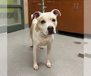Mutt Dogs for adoption in Rancho Cucamonga, CA, USA
