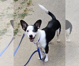 Dachshund-Unknown Mix Dogs for adoption in Olalla, WA, USA